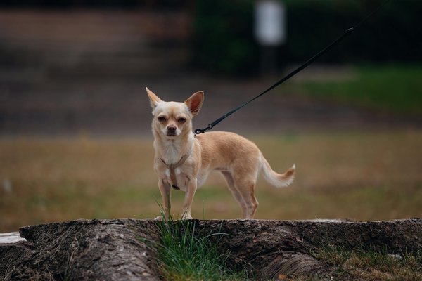 Understanding the Impact of UK Sports on Society